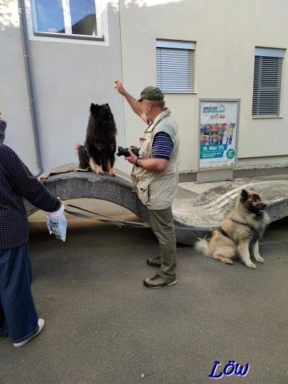 19.4.2025 - Zirkushunde